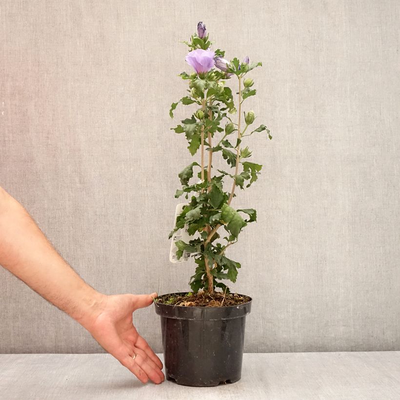 Spécimen de Hibiscus syriacus Oiseau Bleu (Marina) - Althéa bleu Pot de 2L/3L tel que livré en été