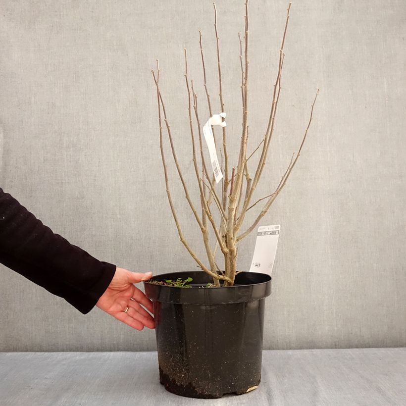 Spécimen de Hibiscus syriacus Purple Ruffles - Althea double pourpre Pot de 7,5L/10L tel que livré en hiver