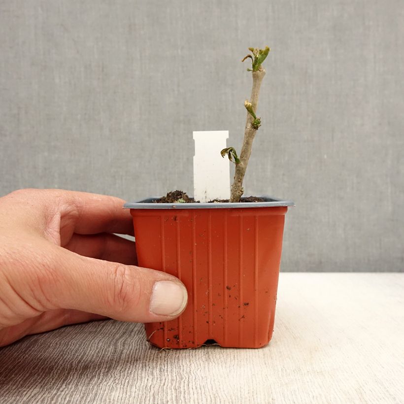 Spécimen de Hibiscus syriacus Red Heart - Mauve en arbre Godet de 8/9 cm tel que livré au printemps