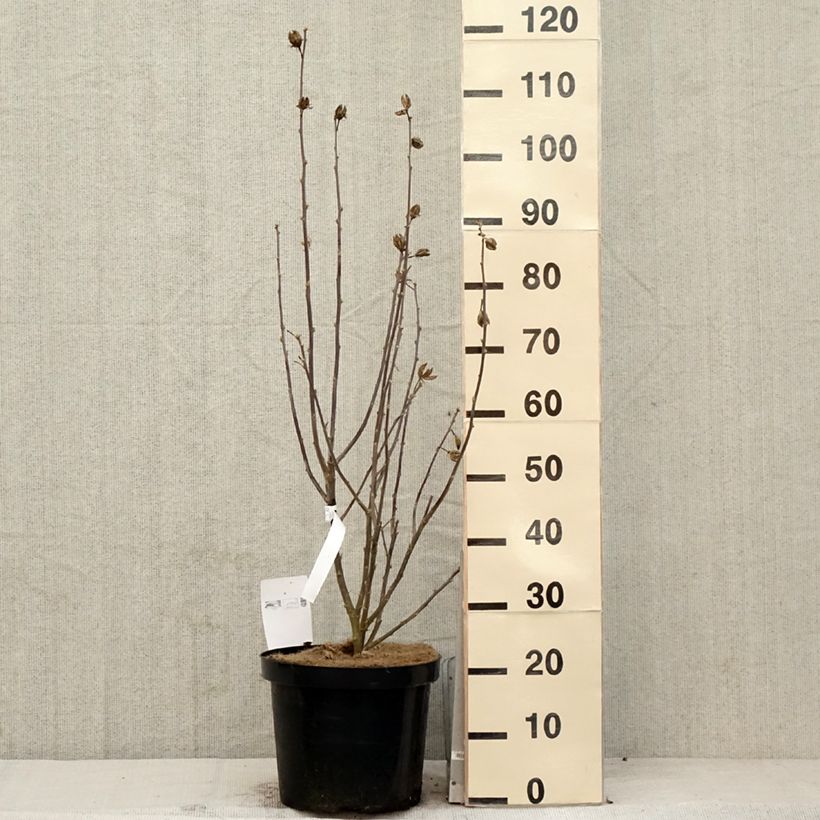 Spécimen de Hibiscus syriacus Shintaeyang - Althéa blanc à coeur rouge cerise Pot de 7,5L/10L tel que livré au printemps