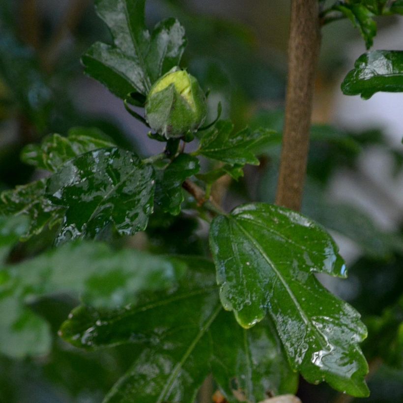 Hibiscus syriacus Speciosus - Althéa (Feuillage)