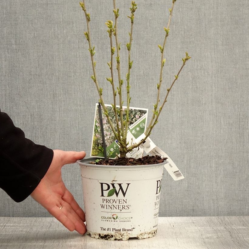 Spécimen de Hibiscus syriacus Sugar Tip - Althéa double rose tendre  Pot de 3L/4L tel que livré au printemps