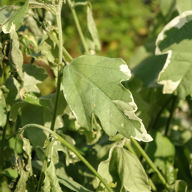 Hibiscus syriacus Sugar Tip - Althéa double rose tendre  (Feuillage)