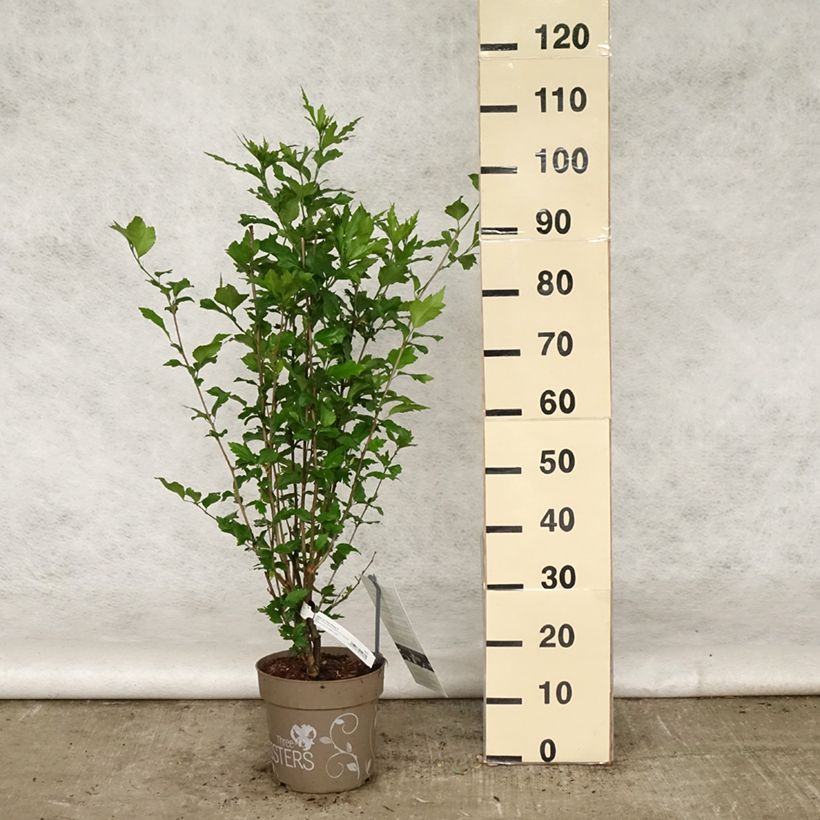 Spécimen de Hibiscus syriacus Three Sisters - Althéa  Pot de 6L/7L tel que livré au printemps