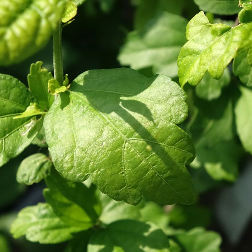 Hibiscus syriacus Ultramarine - Althéa bleu (Feuillage)