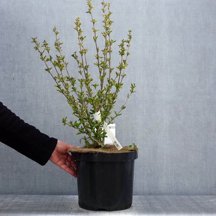 Spécimen de Hibiscus syriacus Woodbridge  Pot de 6L/7L tel que livré au printemps