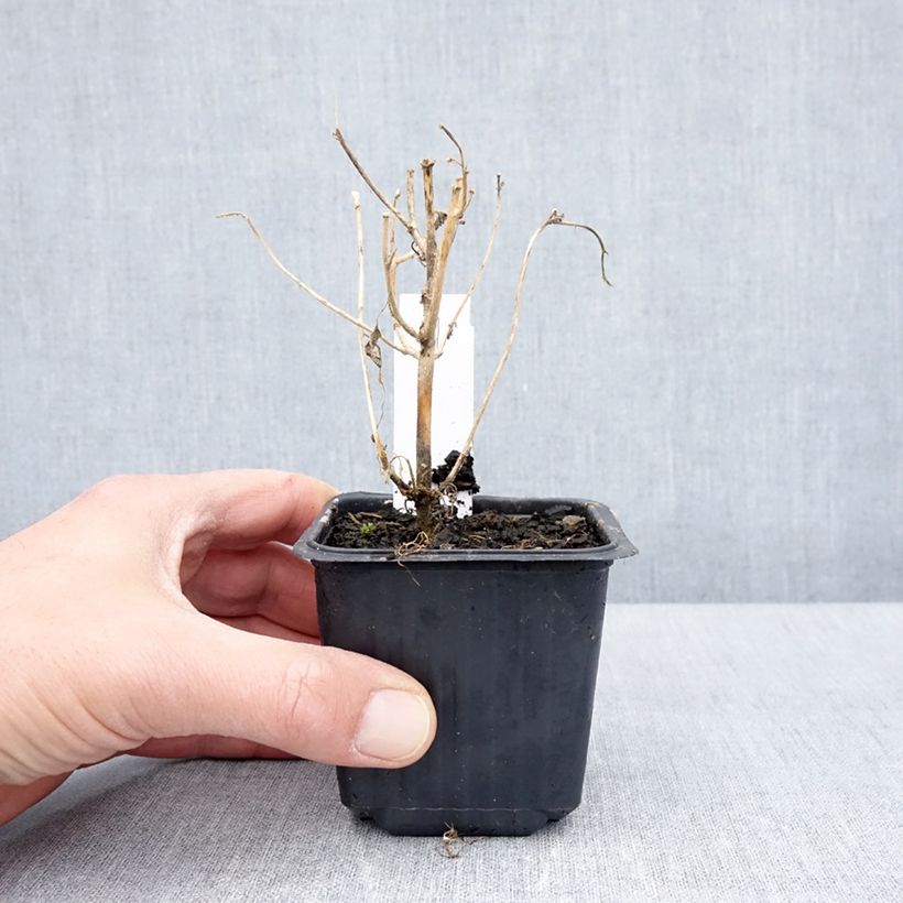 Spécimen de Hibiscus trionum - Ketmie d'Afrique, Fleur d'une heure Godet de 8/9 cm tel que livré au printemps