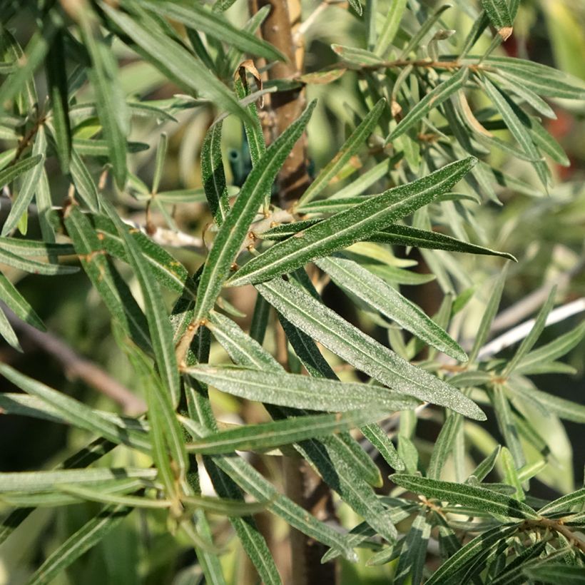Hippophae rhamnoides Frugana - Argousier femelle (Feuillage)