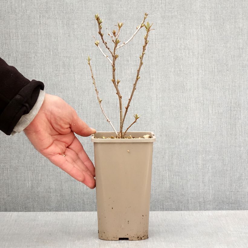 Spécimen de Hippophae rhamnoides Garden's Gift - Argousier femelle Pot de 1,5L/2L, Touffe tel que livré au printemps