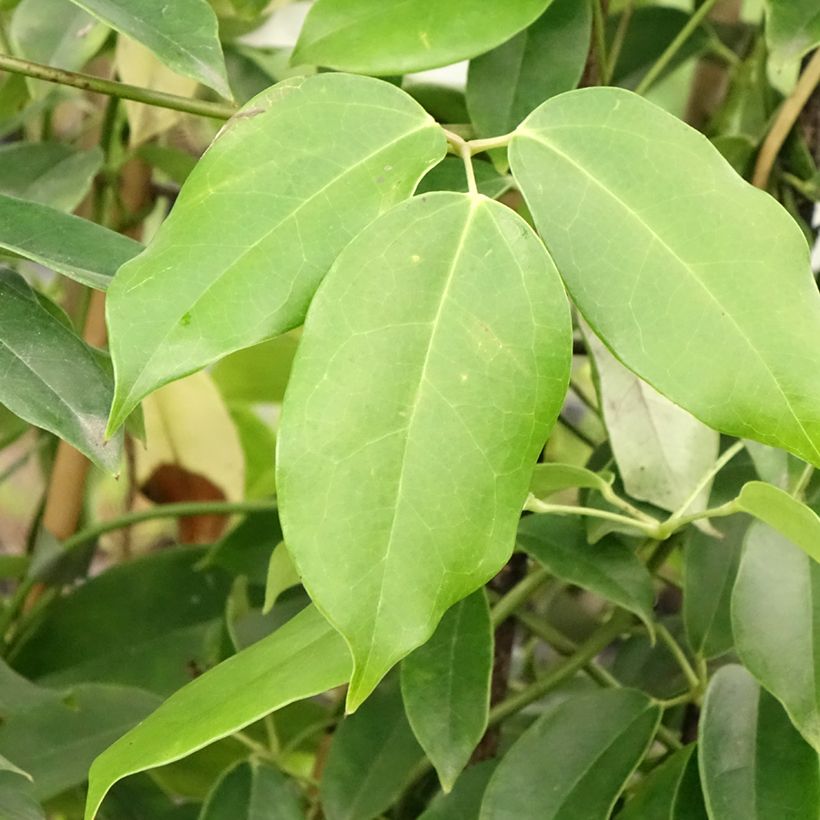 Holboellia coriacea - Vigne bleue de Chine (Feuillage)
