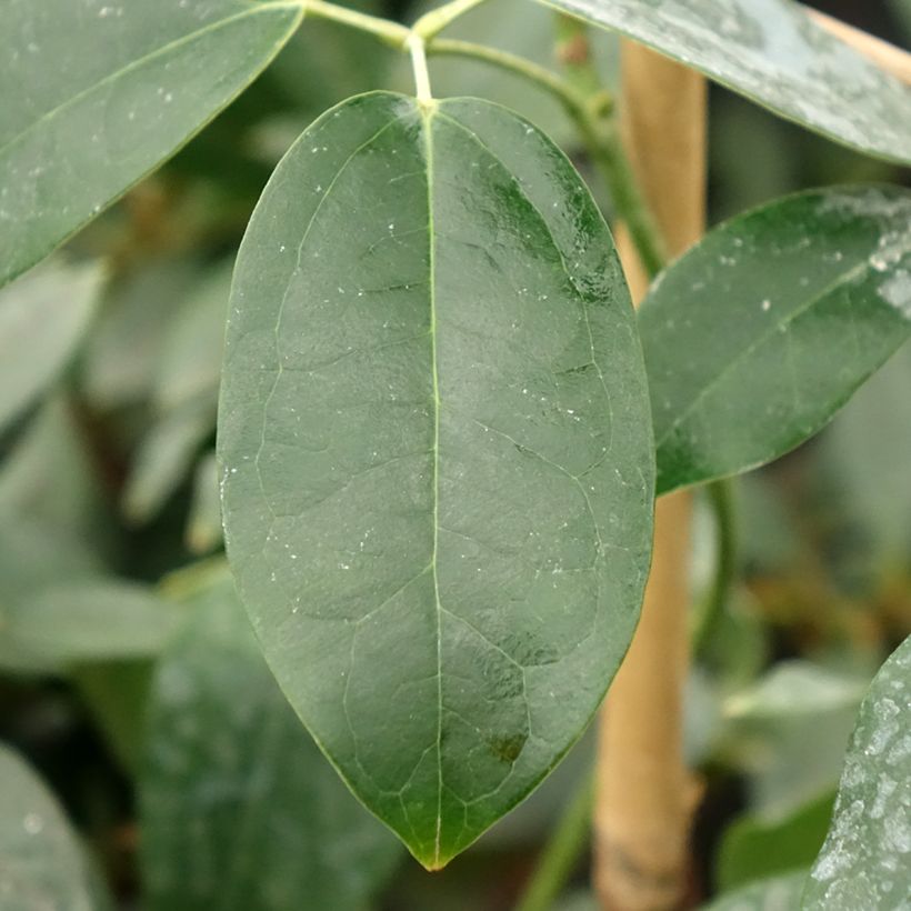 Holboellia traversii (Feuillage)