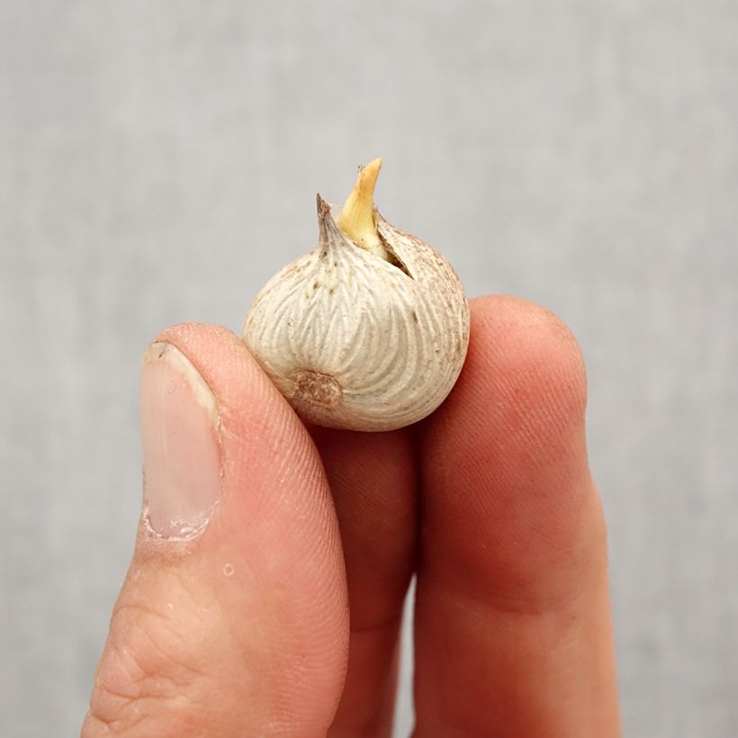 Spécimen de Homeria flaccida - Tulipe du Cap Bulbe calibre 5+ tel que livré au printemps