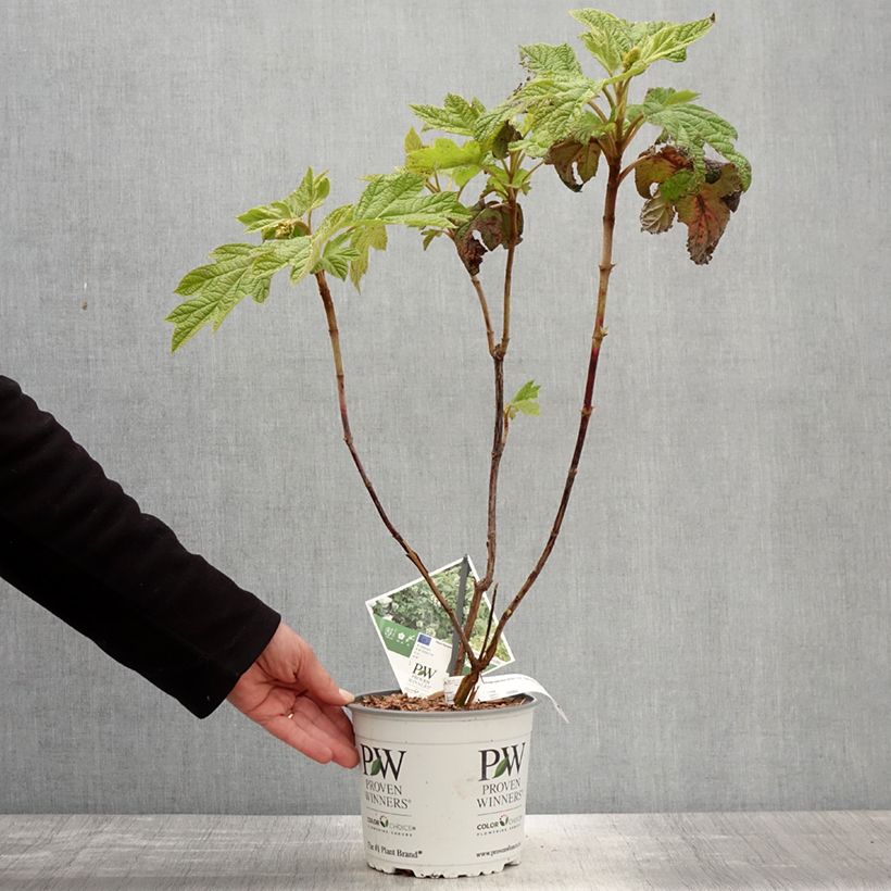 Spécimen de Hortensia à feuilles de chêne - Hydrangea quercifolia Gatsby Star tel que livré au printemps