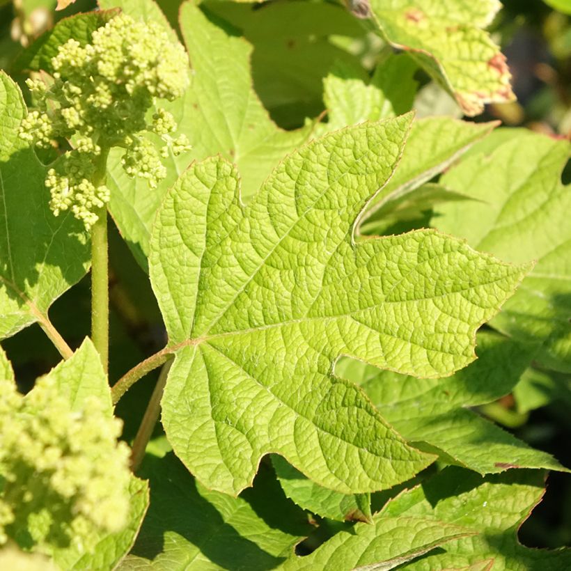 Dahlia décoratif à petites fleurs Hapet Pastel (Feuillage)