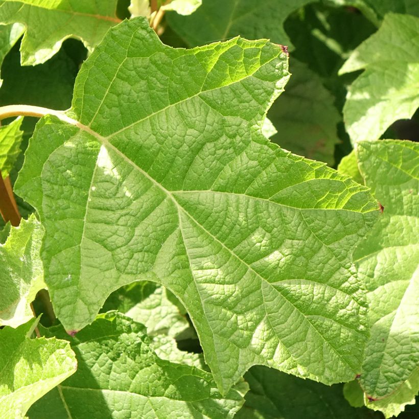Hydrangea quercifolia Gatsby Star - Hortensia à feuilles de chêne (Feuillage)