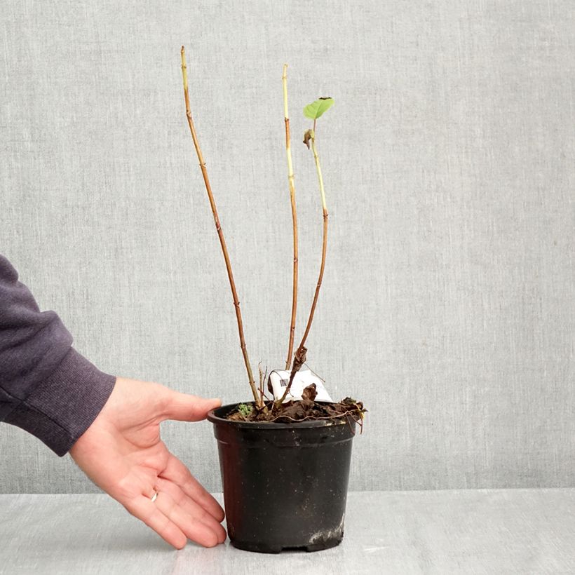 Spécimen de Hortensia arborescens Annabelle Pot de 12 cm / 13 cm tel que livré en automne