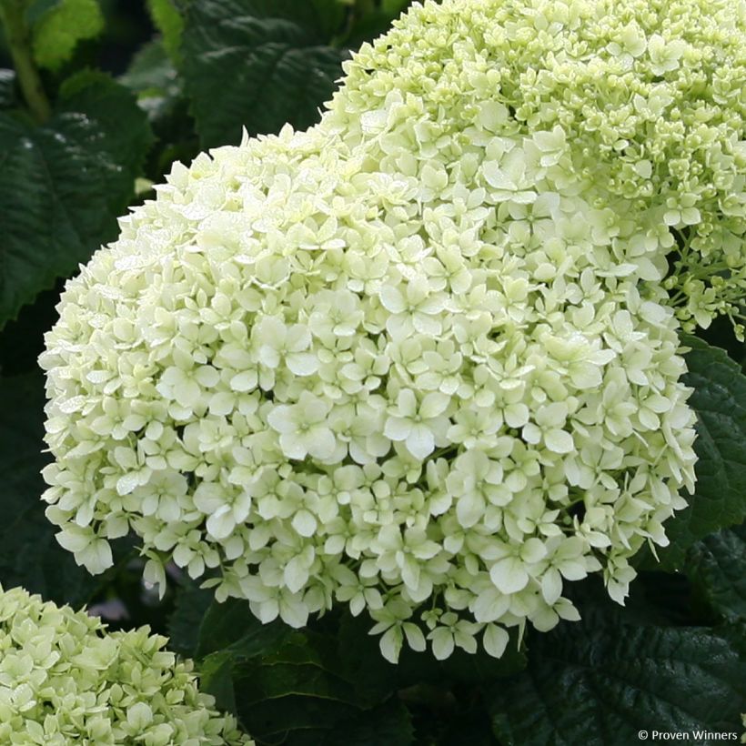 Hortensia arborescens BellaRagazza Limetta (Flowering)