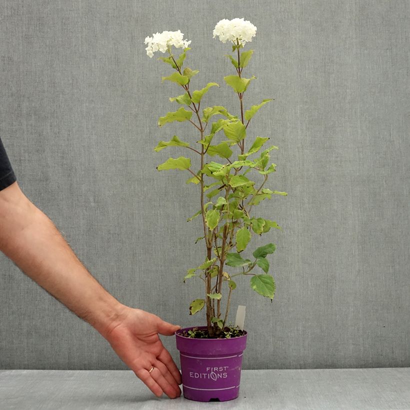 Spécimen de Hortensia arborescens FlowerWOW Pot de 1L/1,5L tel que livré en été