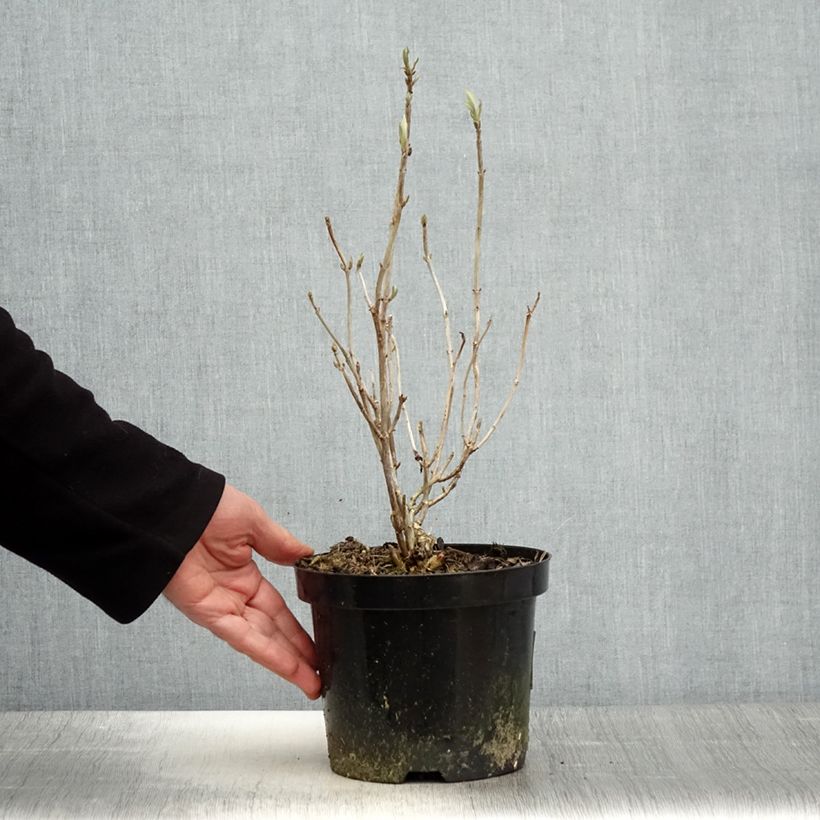 Spécimen de Hortensia arborescens Hills Of Snow Pot de 2L/3L tel que livré au printemps