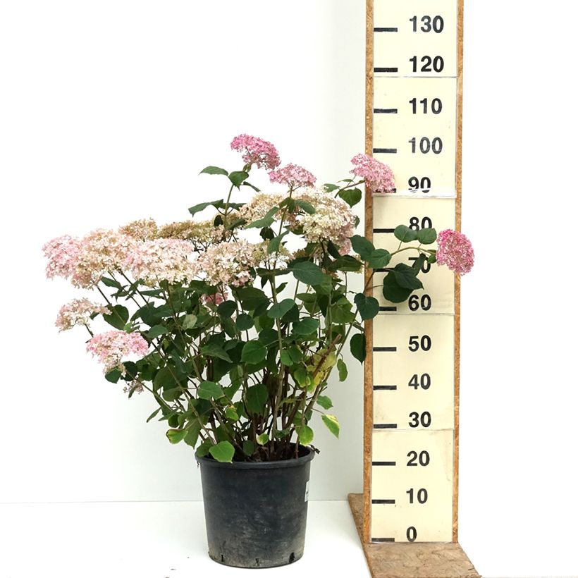 Spécimen de Hortensia arborescens Pink Annabelle ou Invincibelle Pot de 7,5L/10L, Buisson, 3 /5 branches tel que livré en été