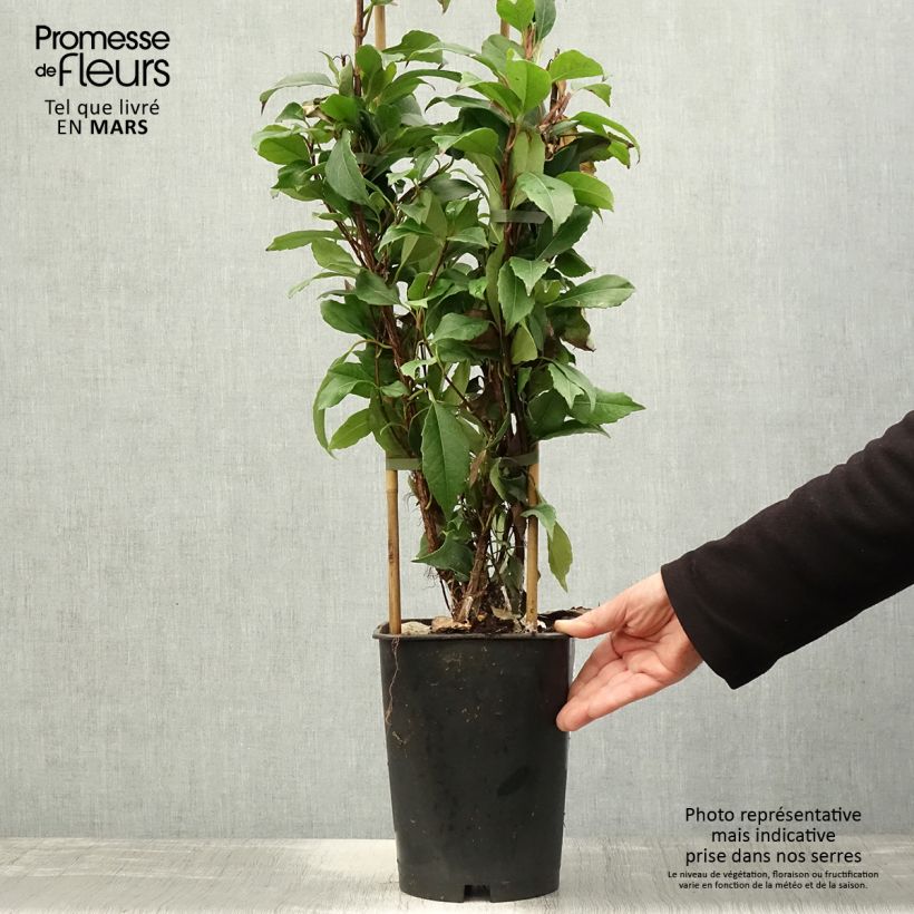 Example of Hortensia grimpant - Hydrangea seemanii Pot de 6L/7L, Tipi 3 tuteurs as you get in printemps