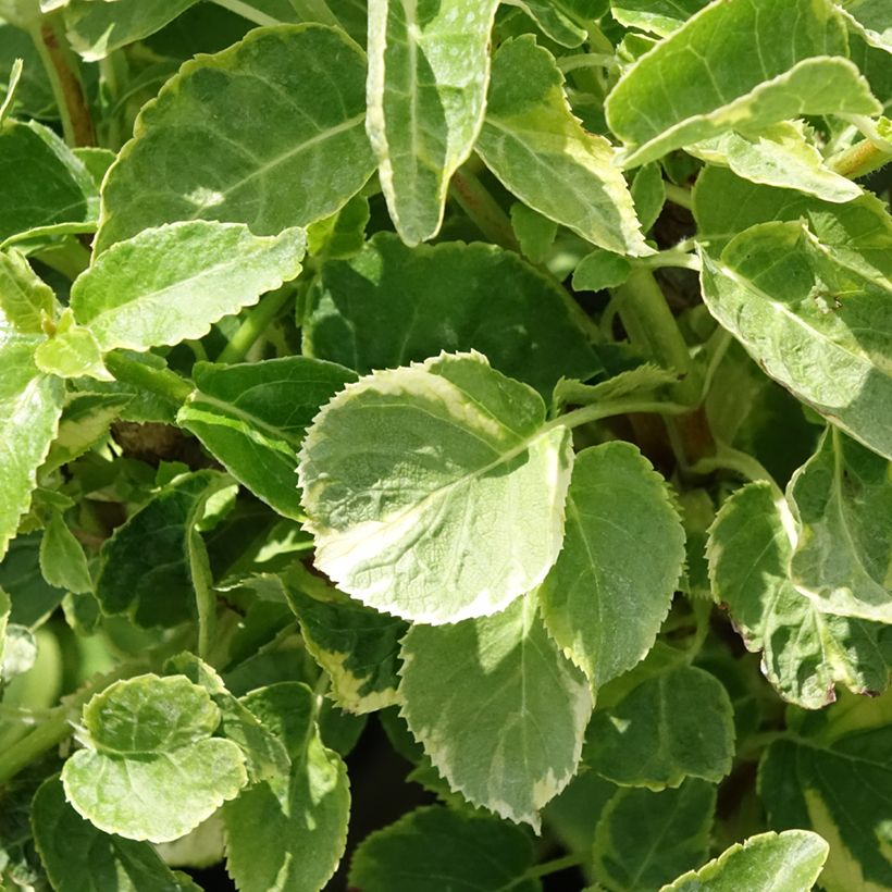 Hortensia grimpant - Hydrangea petiolaris Miranda (Feuillage)