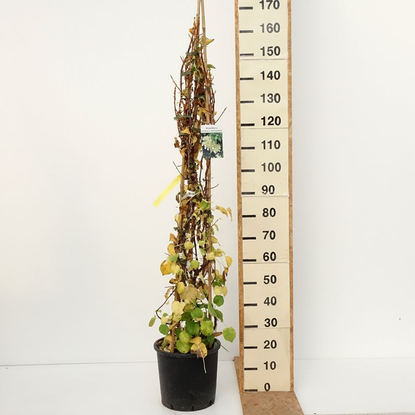 Spécimen de Hortensia grimpant - Hydrangea petiolaris Pot de 4L/5L tel que livré en automne
