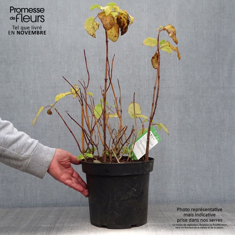 Spécimen de Hortensia arborescens Annabelle Pot de 6L/7L tel que livré en automne