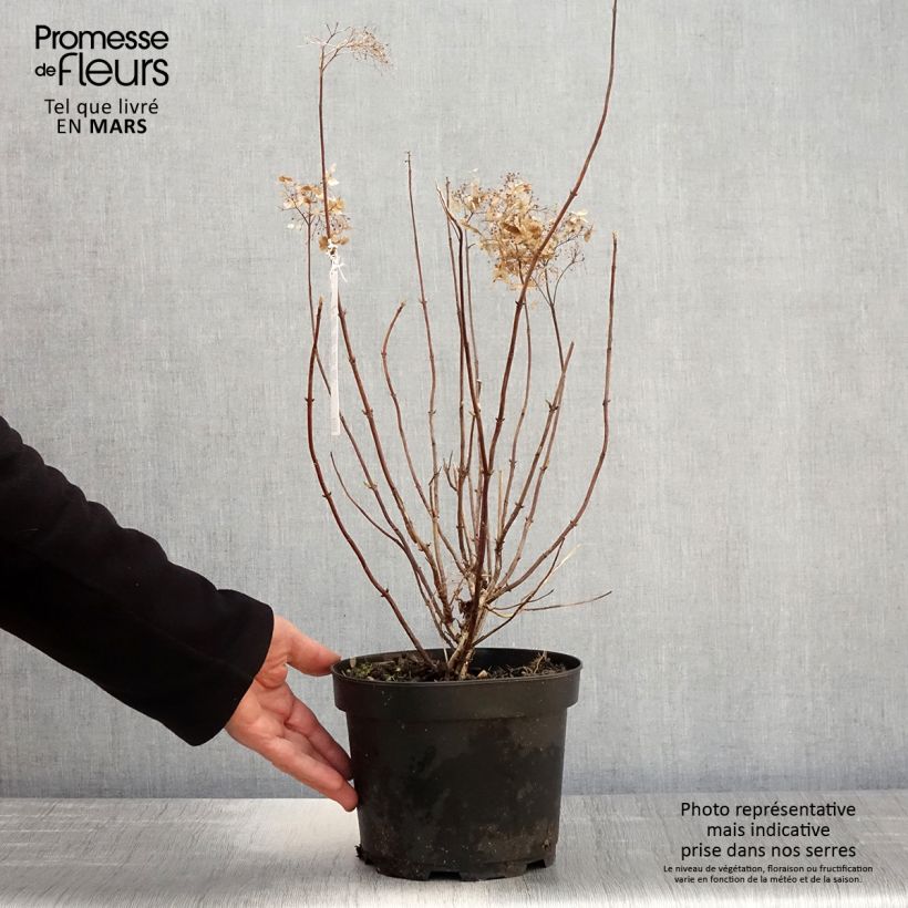 Example of Hortensia arborescens Candybelle Marshmallow Pot de 3L/4L as you get in printemps