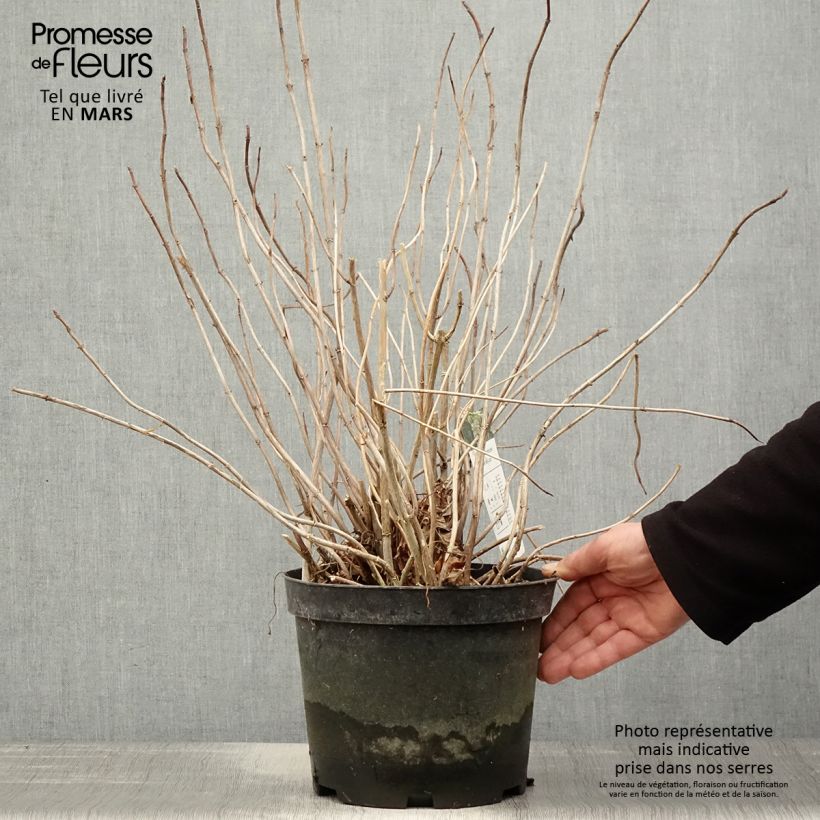 Spécimen de Hortensia arborescens Emerald lace  Pot de 4L/5L tel que livré au printemps