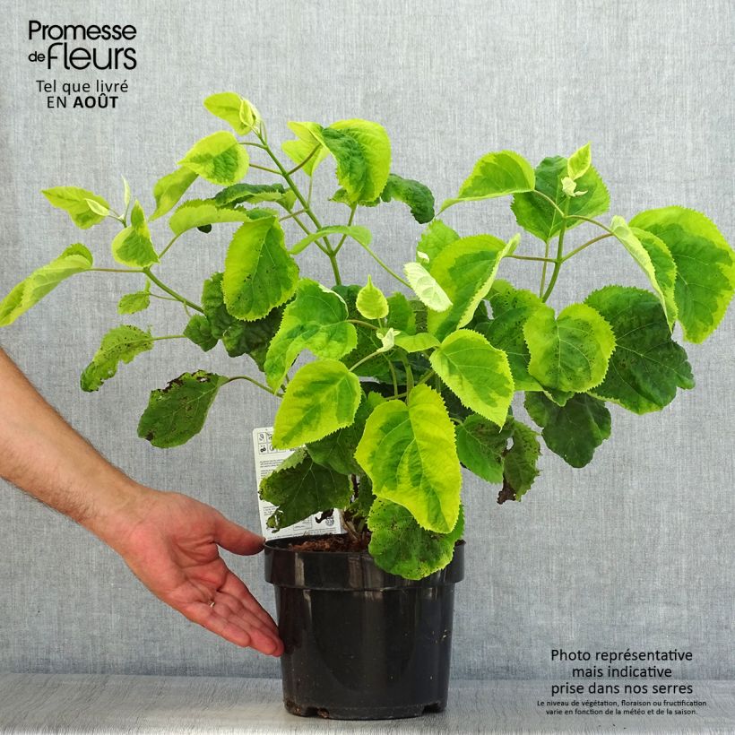 Spécimen de Hortensia arborescens Golden Annabelle Pot de 3L/4L tel que livré en été