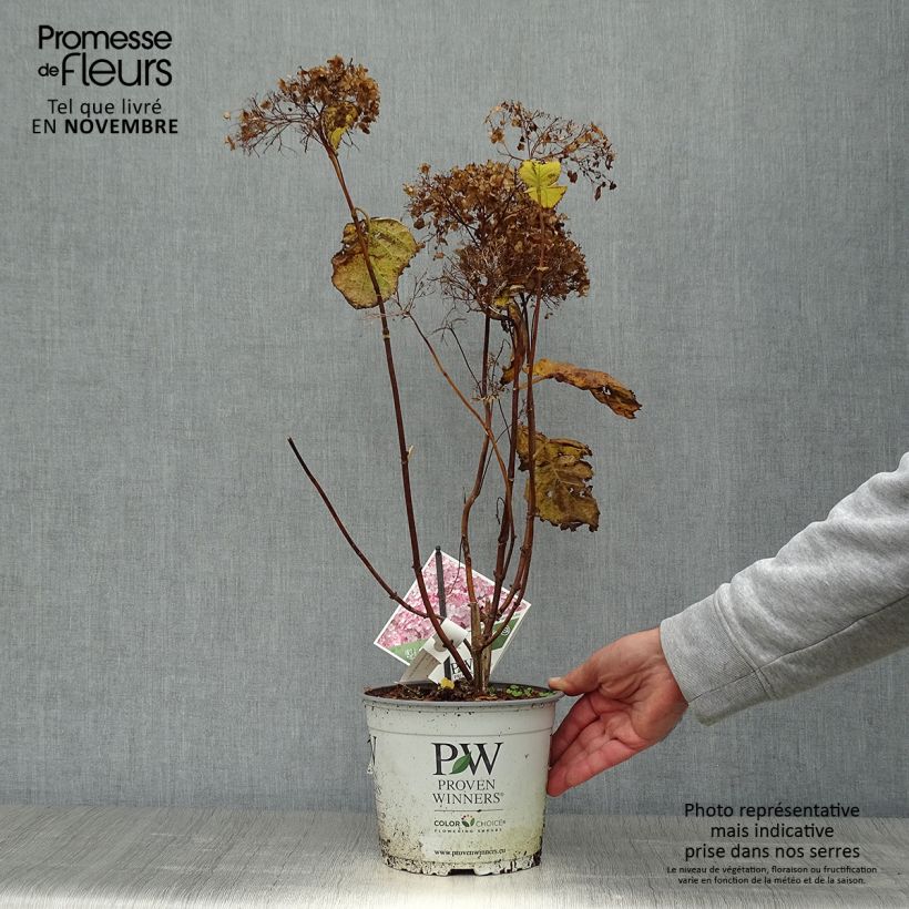 Spécimen de Hortensia arborescens Sweet Annabelle Pot de 2L/3L, Buisson, 3 /5 branches tel que livré en automne
