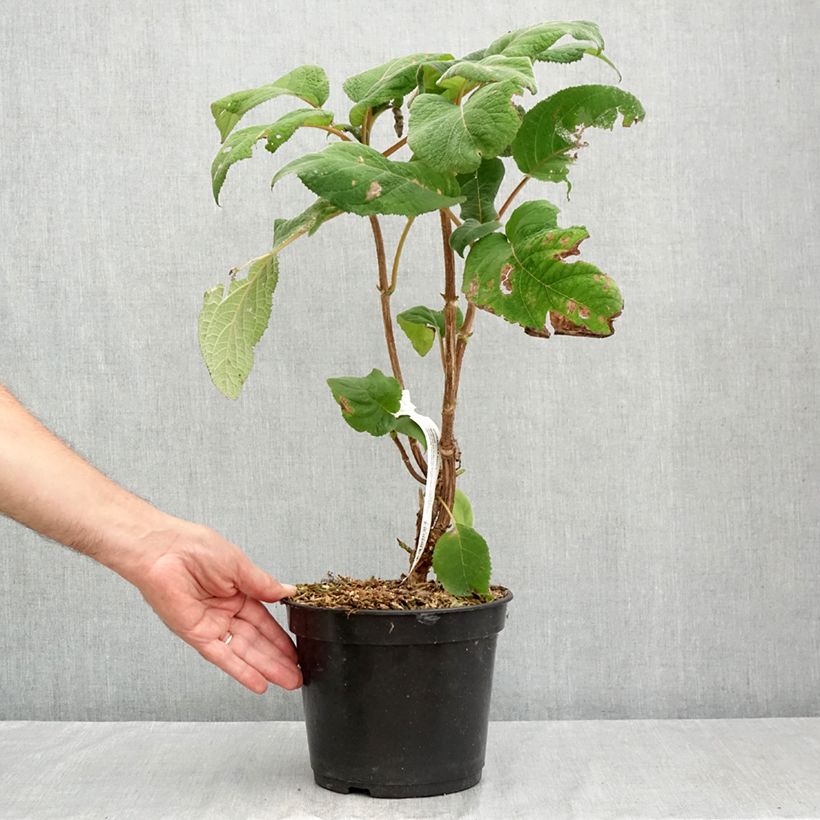Spécimen de Hortensia - Hydrangea aspera Bellevue Pot de 4L/5L tel que livré en été