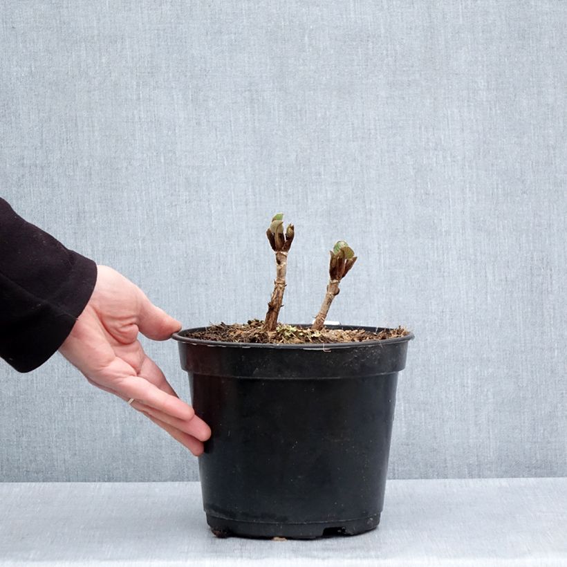 Example of Hortensia - Hydrangea aspera Bellevue Pot de 4L/5L as you get in printemps