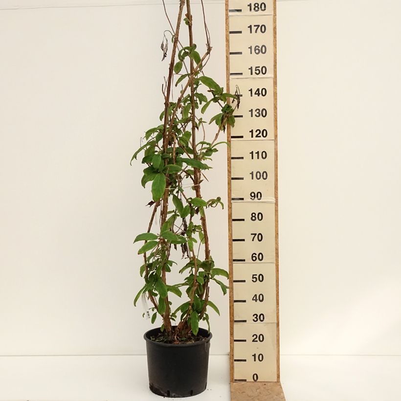 Spécimen de Hortensia - Hydrangea aspera Macrophylla  Pot de 12L/15L tel que livré en été