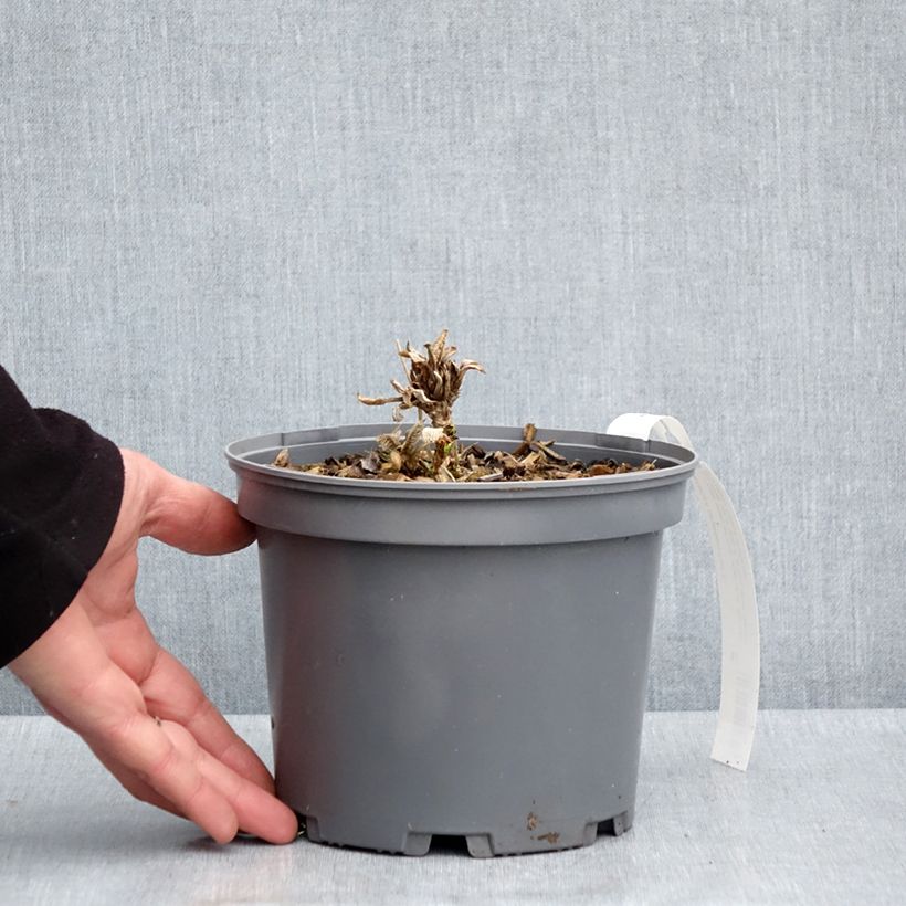 Spécimen de Hortensia - Hydrangea aspera Sargentiana Pot de 3L/4L tel que livré au printemps