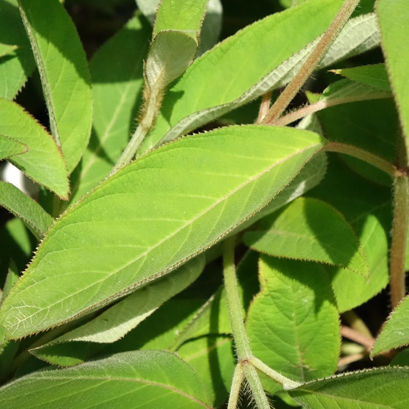 Hortensia - Hydrangea aspera villosa Velvet & Lace (Feuillage)