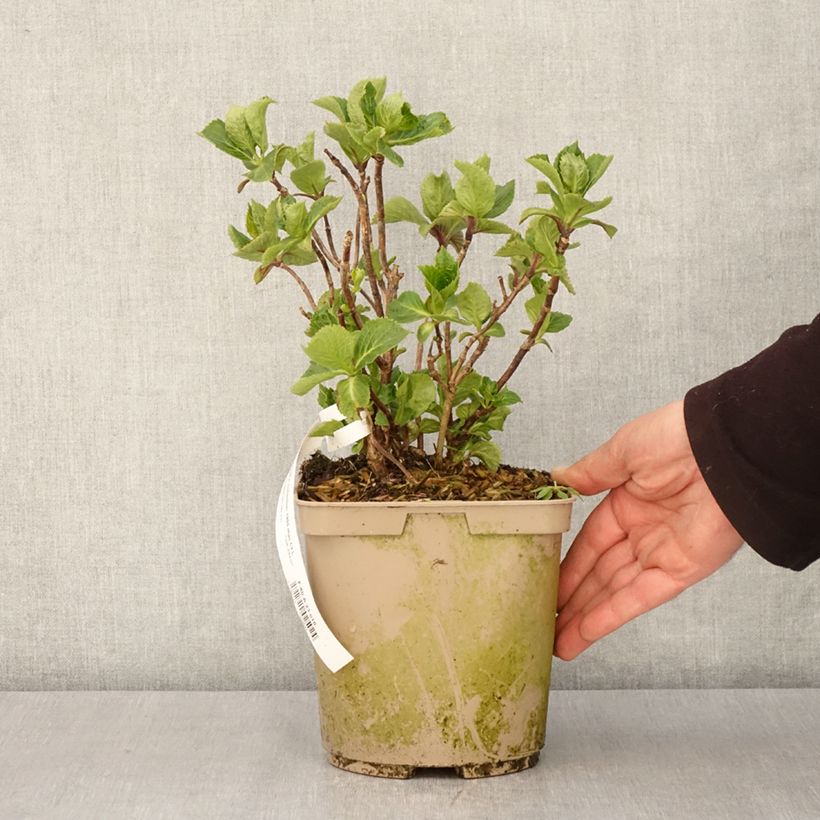 Spécimen de Hortensia - Hydrangea macrophylla Amethyst Pot de 3L/4L tel que livré au printemps