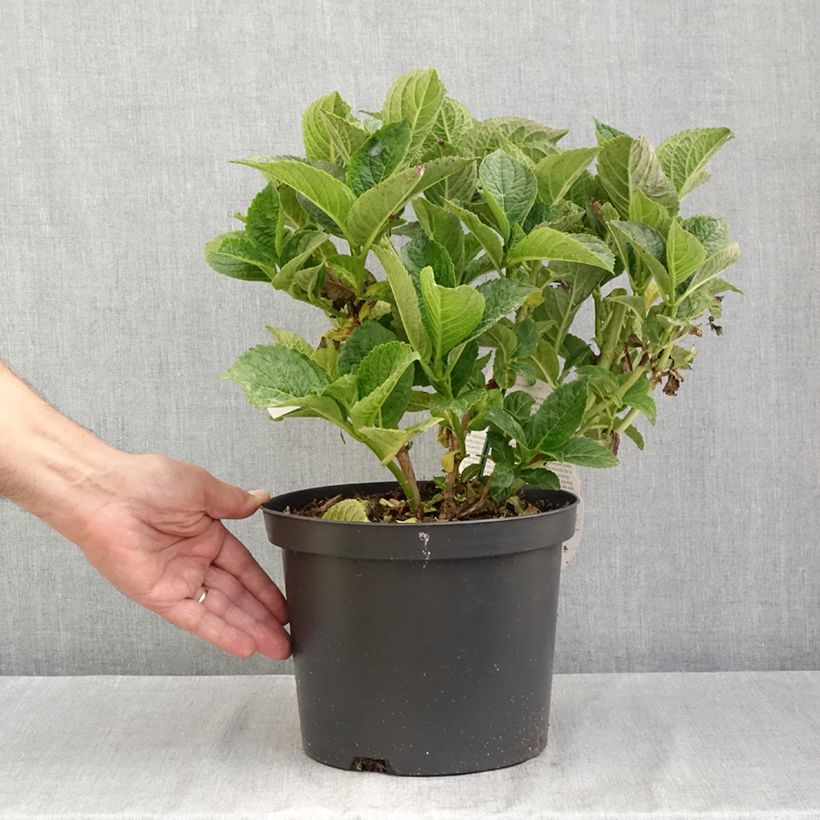 Spécimen de Hortensia - Hydrangea macrophylla Beautensia Dali  Pot de 4L/5L tel que livré en été