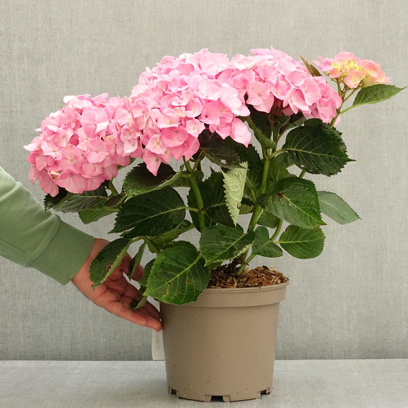 Spécimen de Hortensia - Hydrangea macrophylla Berlin (rose) Pot de 4L/5L tel que livré au printemps