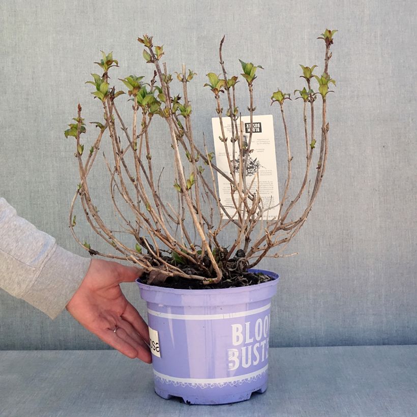 Spécimen de Hortensia - Hydrangea macrophylla Bloombuster rose Pot de 4L/5L tel que livré au printemps