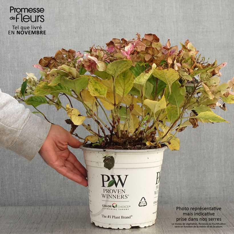 Spécimen de Hortensia - Hydrangea macrophylla Blueberry Cheesecake Pot de 4L/5L tel que livré en automne