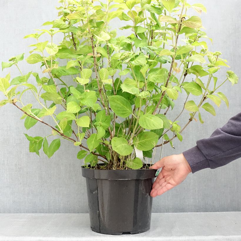 Spécimen de Hortensia - Hydrangea macrophylla Bouquet Rose Pot de 7,5L/10L tel que livré au printemps