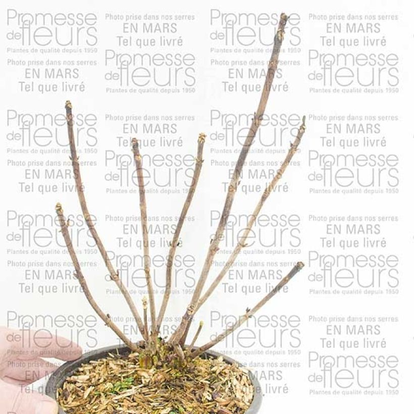 Exemple de spécimen de Hortensia - Hydrangea macrophylla Camino Pot de 2L/3L, Buisson, 5/6 branches tel que livré