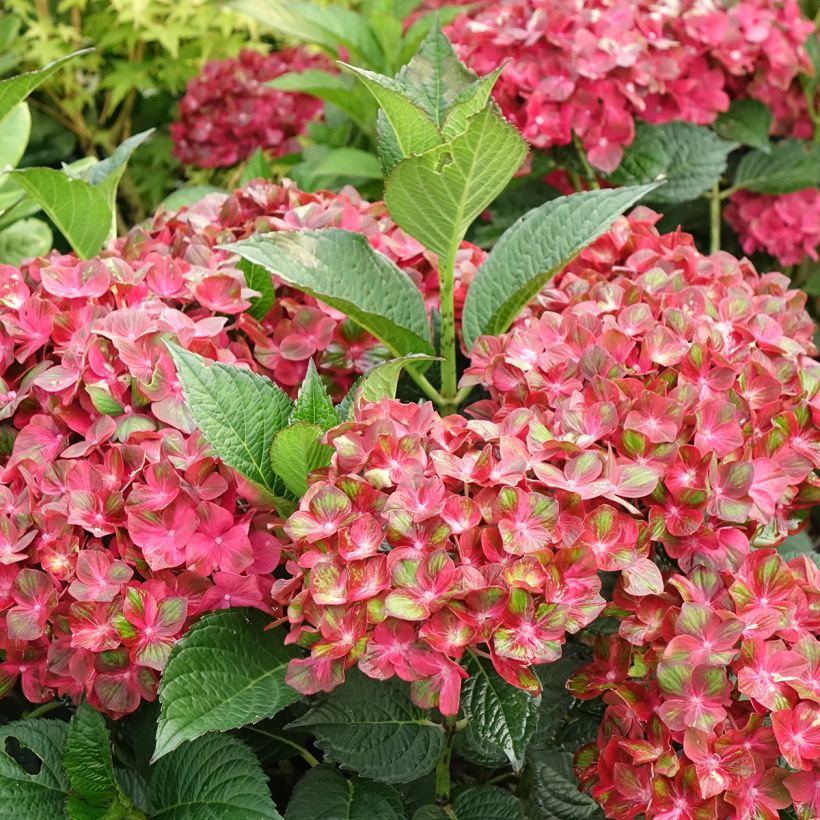 Hortensia - Hydrangea macrophylla Chocolate Ever Belles Hokomachoko (Floraison)