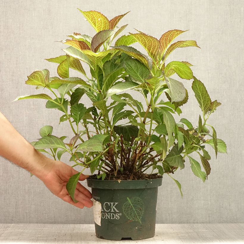 Spécimen de Hortensia - Hydrangea macrophylla Dark Angel Purple (Black Diamonds) Pot de 2L/3L tel que livré en été