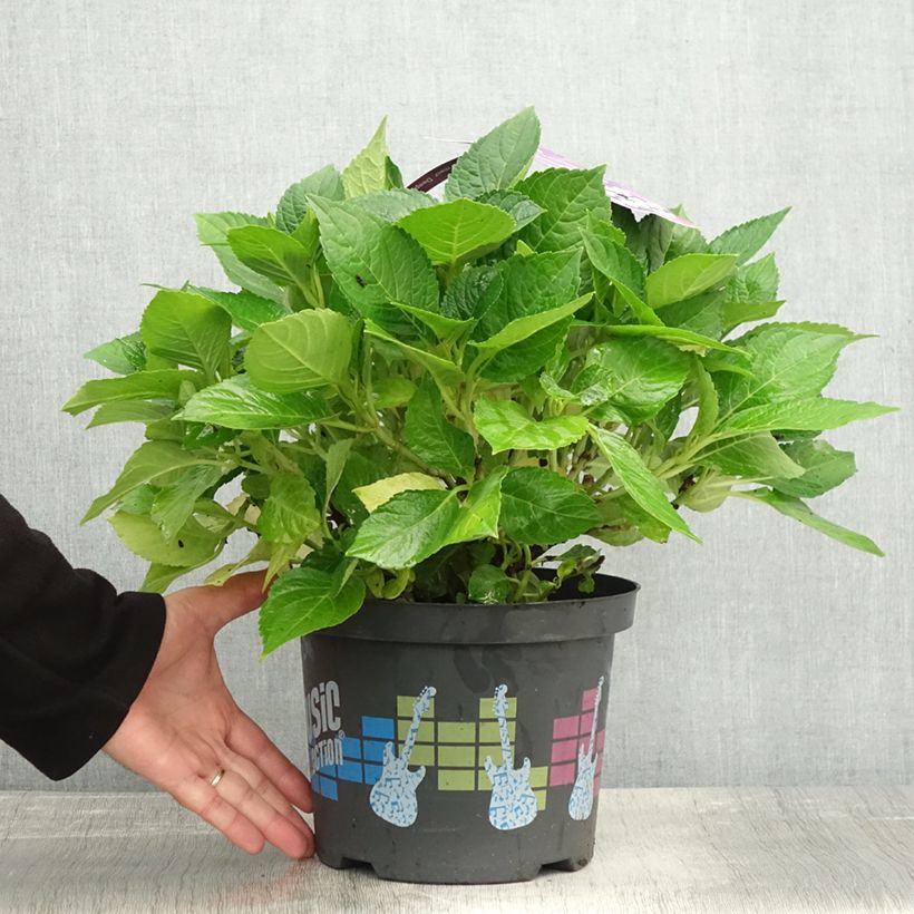Spécimen de Hortensia - Hydrangea macrophylla Deep Purple Dance (Music Collection) Pot de 4L/5L, Buisson tel que livré en automne