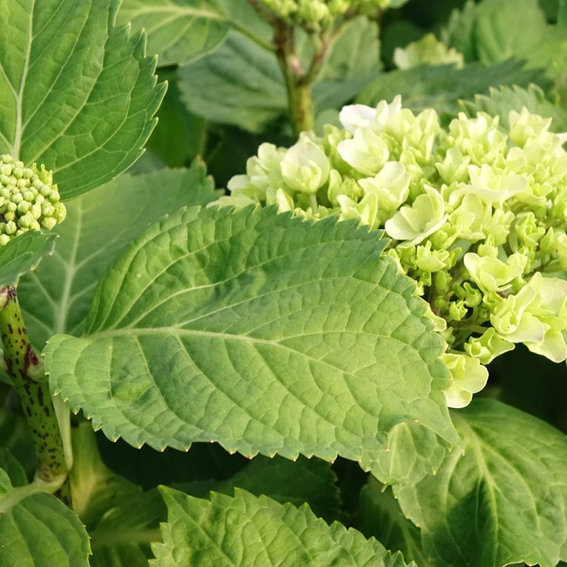 Hortensia - Hydrangea macrophylla Early Blue (Feuillage)