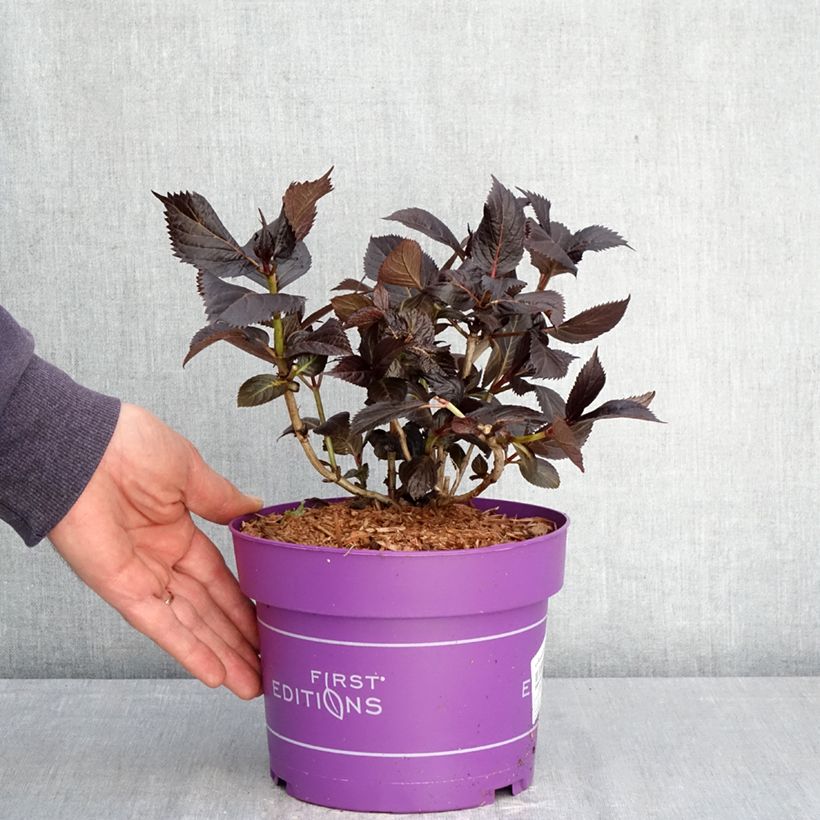 Spécimen de Hortensia - Hydrangea macrophylla Eclipse Pot de 3L/4L tel que livré au printemps