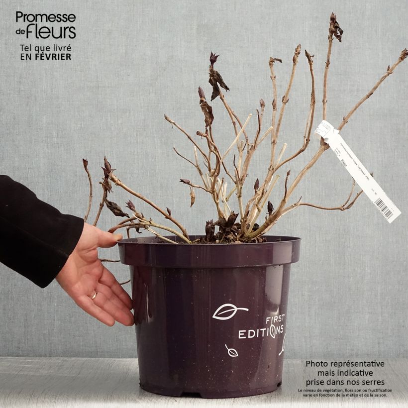 Spécimen de Hortensia - Hydrangea macrophylla Eclipse Pot de 3L/4L tel que livré en hiver